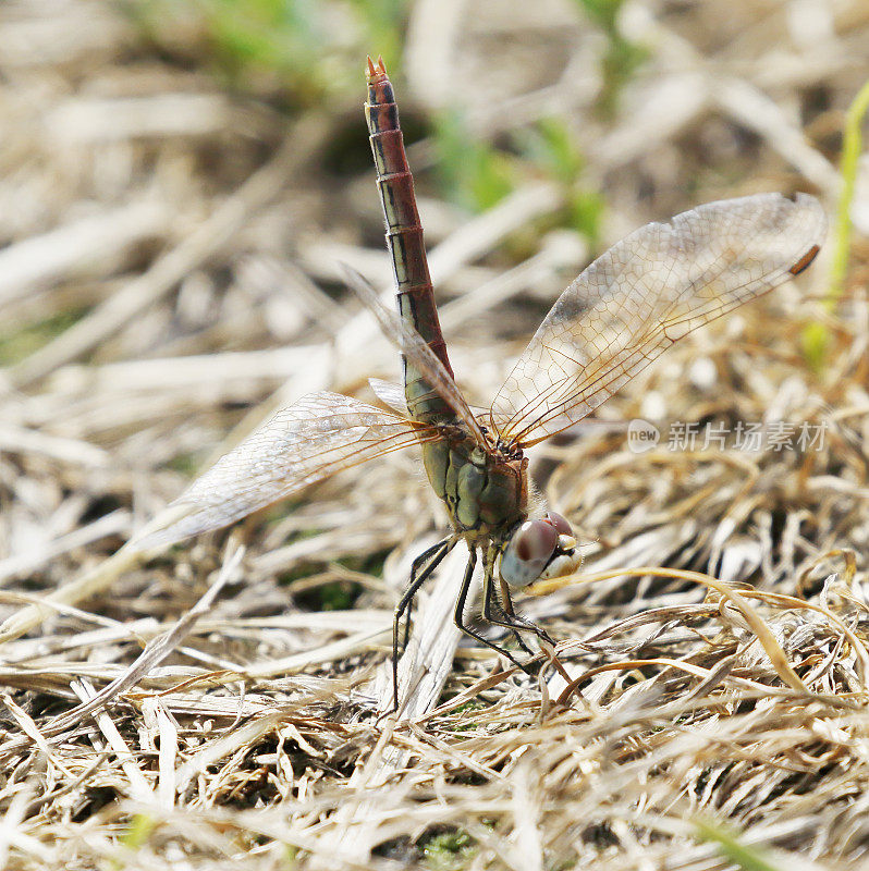 红脉蜻蜓(Sympetrum fonscolombii)雌性